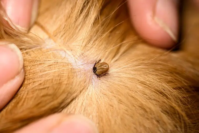 Everything you Want to Know About Dust Mites on Dogs