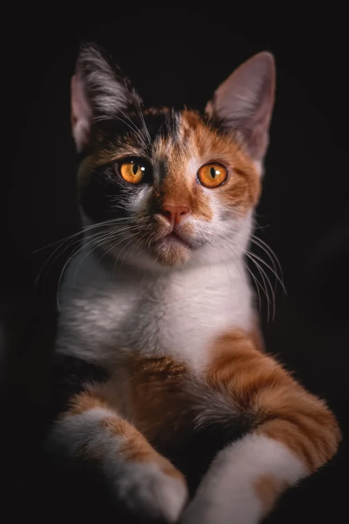 Cats With Orange Eyes
