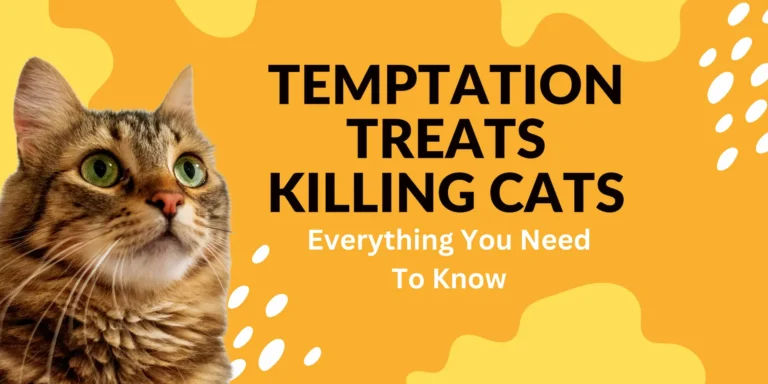 Temptation Treats Killing Cats Everything You Need To Know