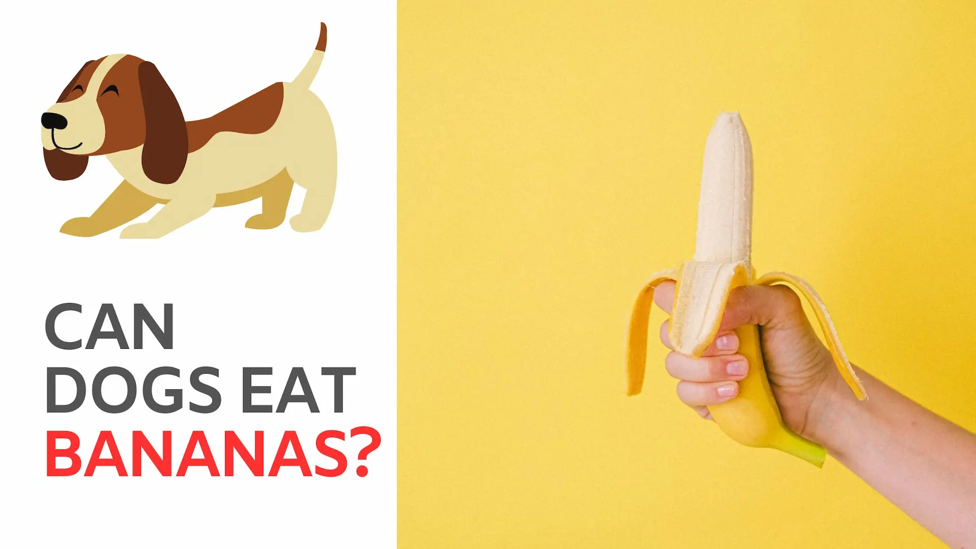 Can Dogs Eat Bananas A Comprehensive Guide