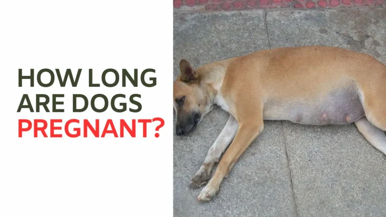 How Long Are Dogs Pregnant