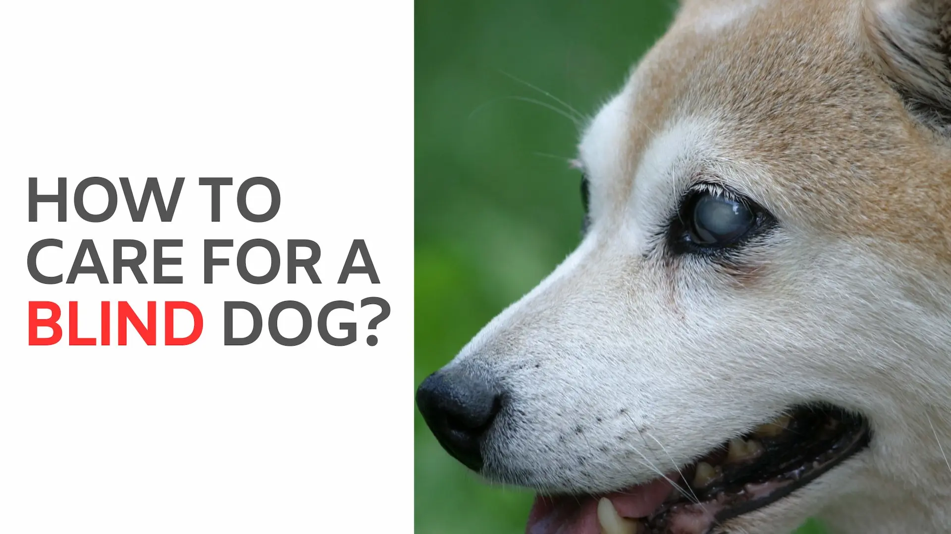 How to Care for a Blind Dog