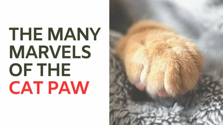 The Many Marvels of the Cat Paw Everything You Need to Know
