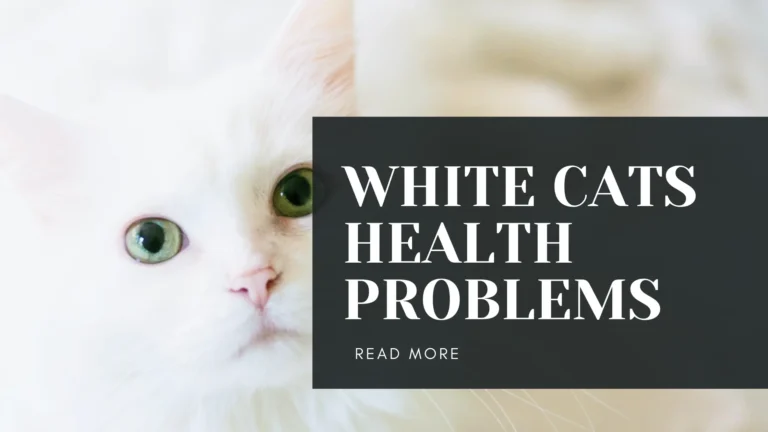 white cats health problems