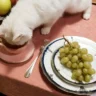 Guide to Cat Nutrition